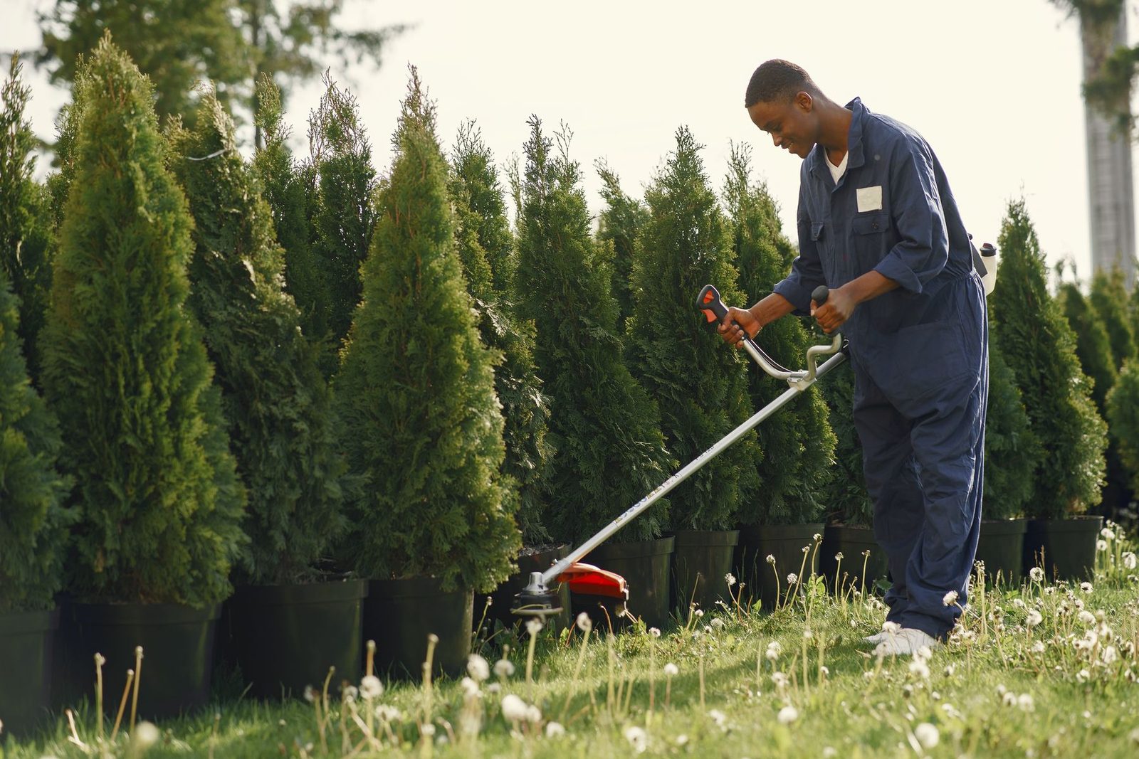 Gärtner mit Freischneider vor einer Reihe Thuja-Hecken